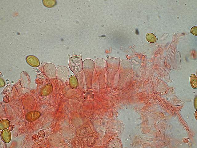 Conocybe hornana     Singer & Hausknecht